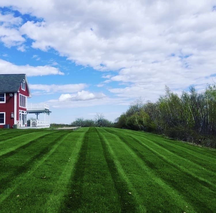 Freshly mowed lawn with stripes