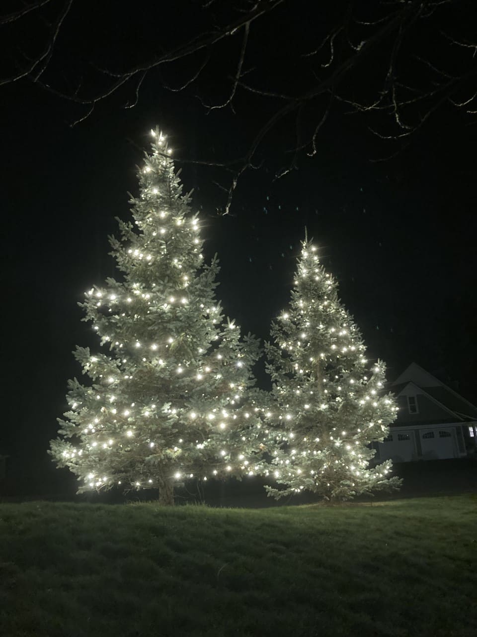 Riverwoods tree lighting